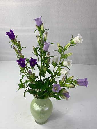Mix of 4 Bellflower Stems $10
