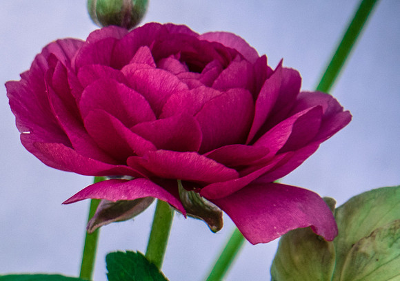 Ranunculus April 24, 2015