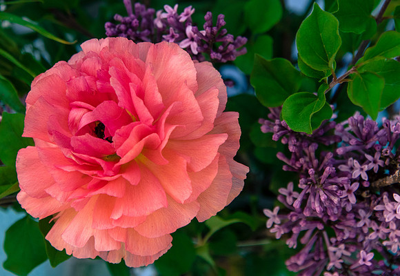 Ranunculus  April 24, 2015