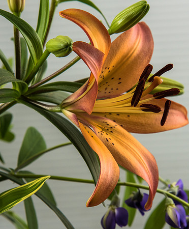 Asiatic Lily