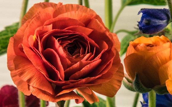 Ranunculus