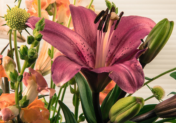 Asiatic Lily