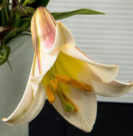 Trumpet Lily