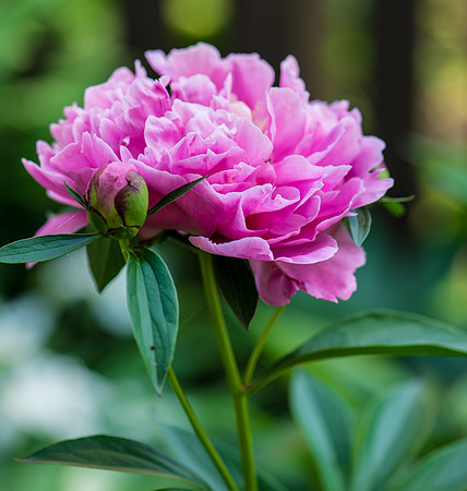 Peony