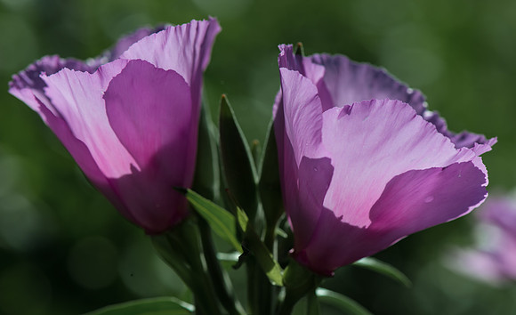 Godetia