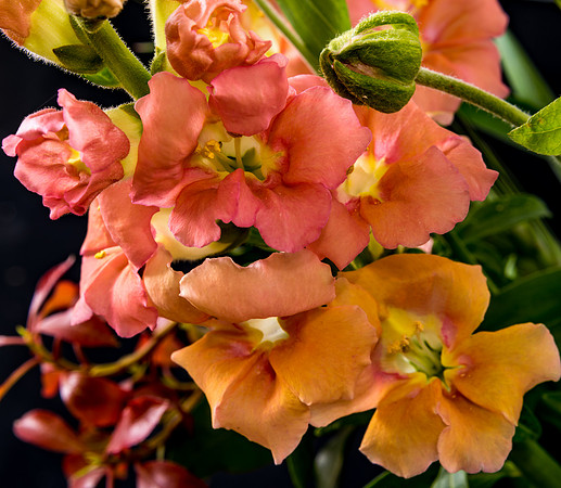 Snapdragon