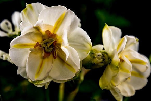 Narcissus