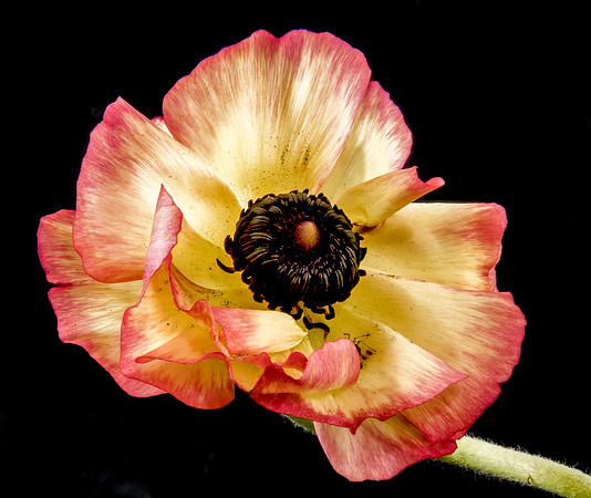 Ranunculus
