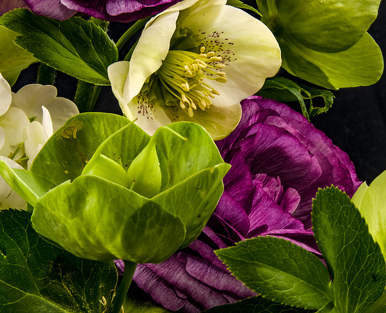 Hellebore