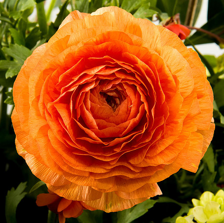 Ranunculus