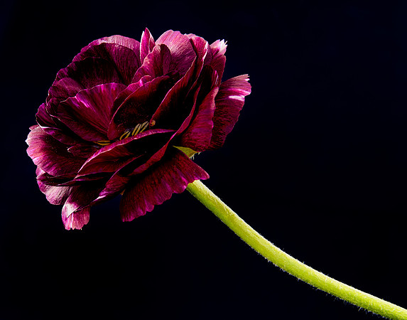 Ranunculus