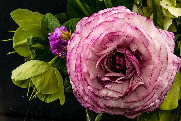 Ranunculus