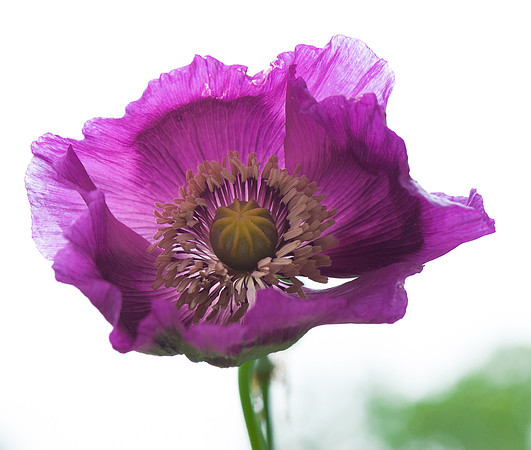 Poppy