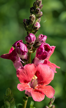 Snapdragon