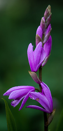 Orchid