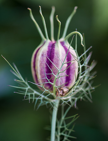 Nigella