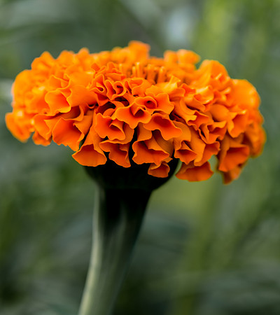 Marigold