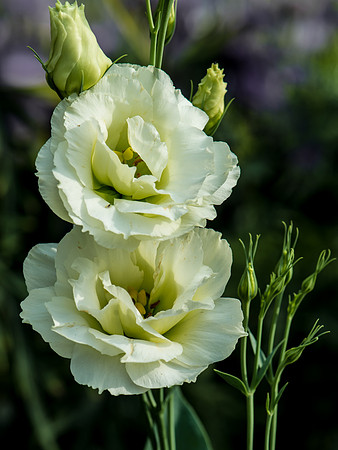 Lisianthus