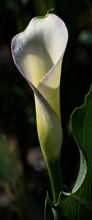 Calla Lily