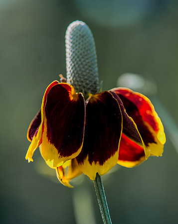Mexican hat