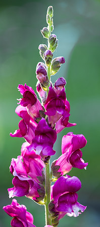 Snapdragon
