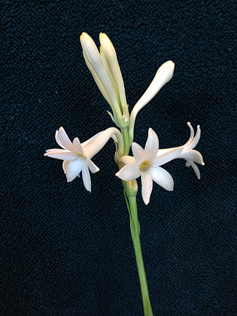 Tuberose