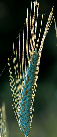 Wheat