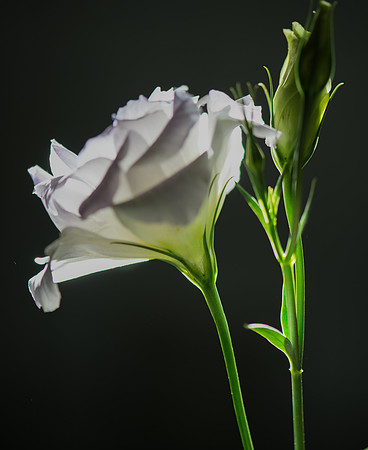 Lisianthus