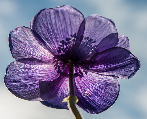 Nigella