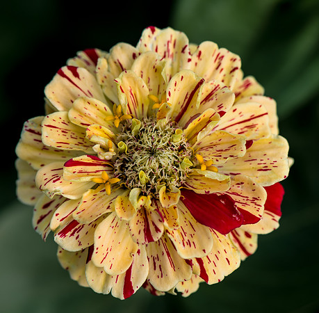 Zinnia
