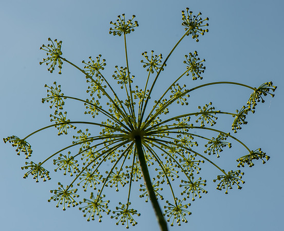 Dill