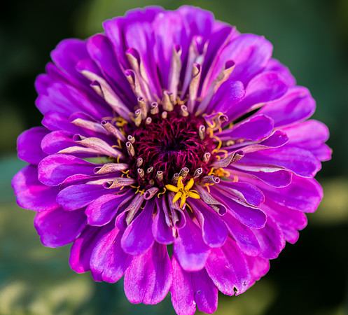 Zinnia