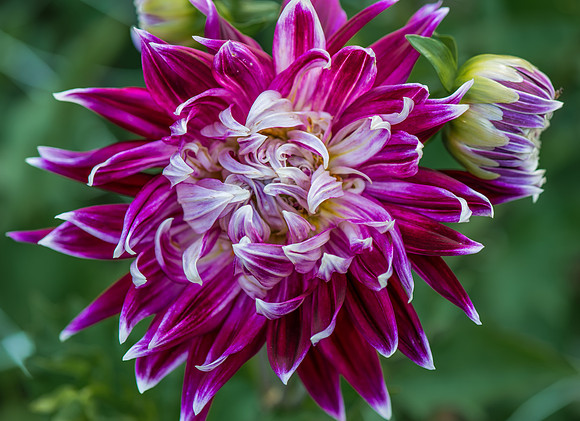 Dahlia