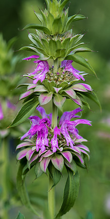 Horsemint